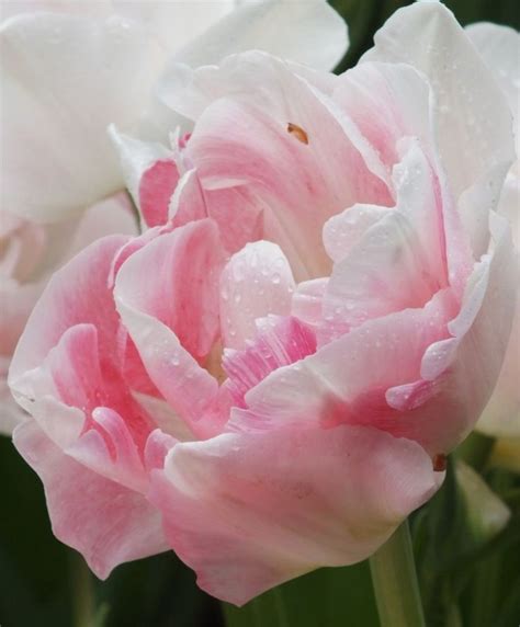 Tulip Angelique Peony Flowering Tulips Tulips Flower Bulb Index