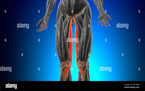 Gracilis Muscle Anatomy For Medical Concept 3D Illustration Stock Photo ...