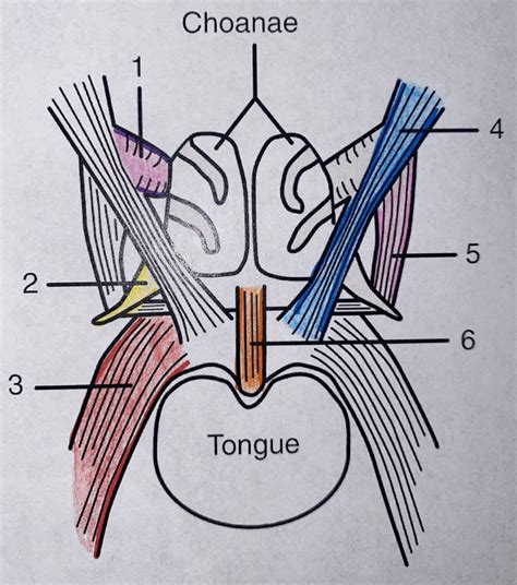 Muscles Of The Soft Palate Diagram Quizlet