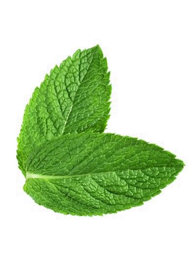 Mint Png Transparent Images Pictures Photos