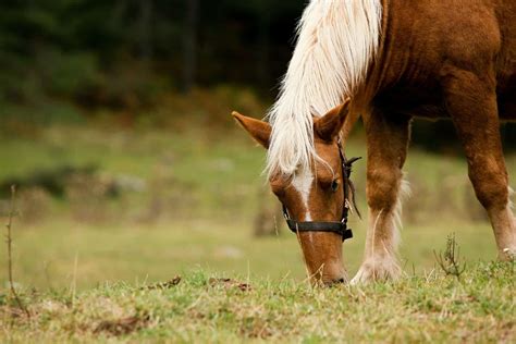 Horse Leg Anatomy Guide and How to Treat Injuries