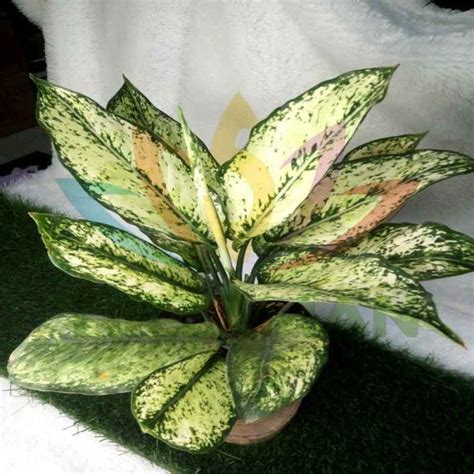 Promo Aglaonema Spring Snow White Remaja Cm Helai Daun