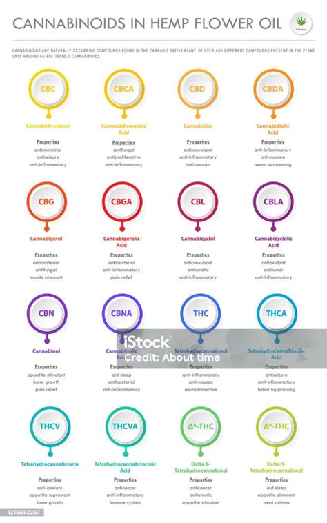 Cannabinoids In Hemp Flower Oil Vertical Business Infographic Stock