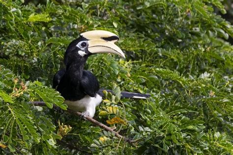 5 Fakta Tentang Burung Enggang Si Paruh Besar Yang Terancam Punah