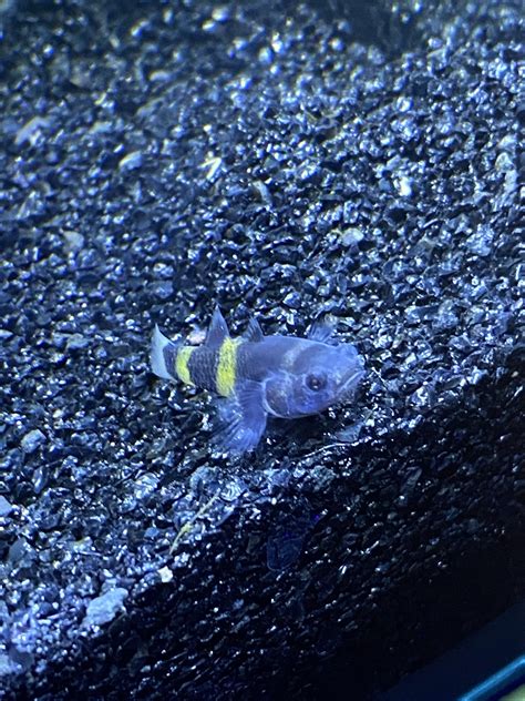 Bumblebee Goby Help : r/Aquariums