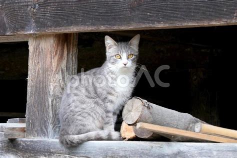 縁の下で座るキジトラの子猫 No 28146402｜写真素材なら「写真ac」無料（フリー）ダウンロードok