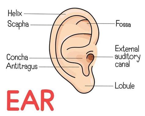 Ear Anatomy Vector Art Icons And Graphics For Free Download