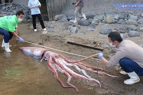 Ultra Rare Live Giant Squid Washes Ashore In Japan