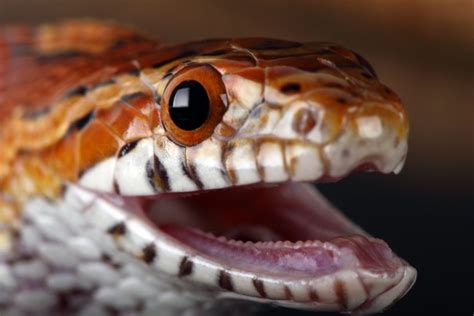 Does A Corn Snake Bite Hurt And Why Would Your Snake Bite