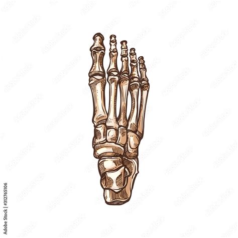 Foot Bones Skeleton Isolated Sketch Vector Detailed Human Anatomy