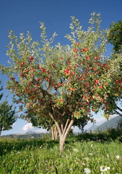 Apple tree spacing guide 🍎 🌳 Ensure healthy growth and fruitful yields