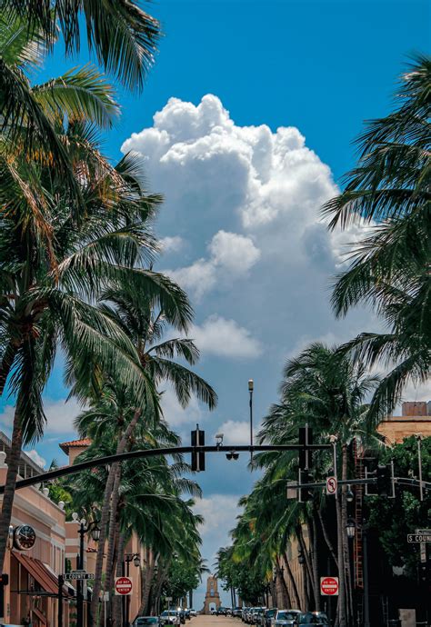 Palm Trees During a Hurricane · Free Stock Photo