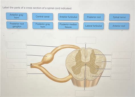 Solved Label The Parts Of A Cross Section Of A Spinal Cord