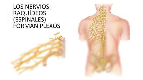 Solution Anatom A Sn Iii M Dula Nervios Espinales Y Tractos Studypool