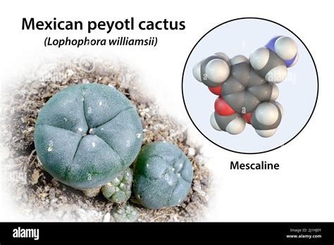 Molécula De Mescalina Y Cactus De Peyote Imagen Compuesta Fotografía De Stock Alamy