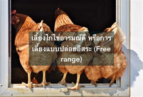 Free Range