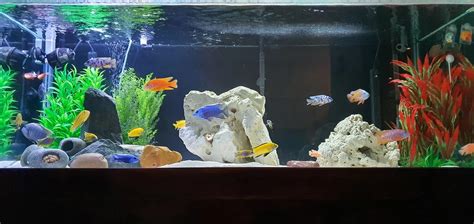 Cichlid Tank Setup Ideas