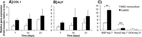 Gene expression levels of osteogenic markers of mesenchymal stem cells ...