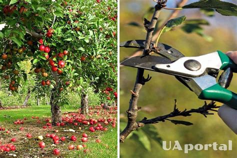 How To Treat Fruit Trees Before Flowering From Pests And Diseases An