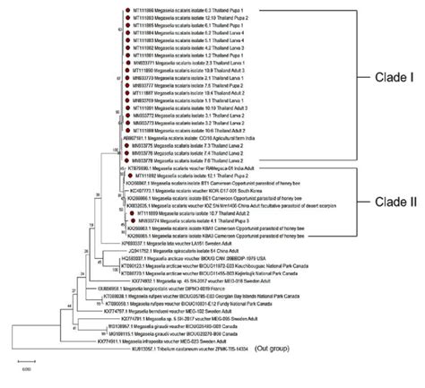 Phylogenetic Tree Of Parasitic Diptera Constructed From Partial C