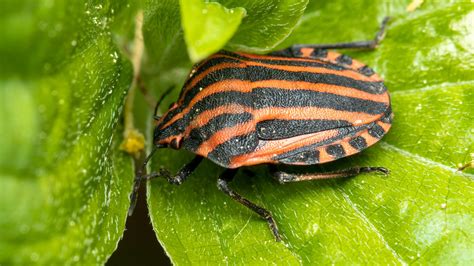 Continental Striped Shield Bug From W Hring Vienna Austria On April