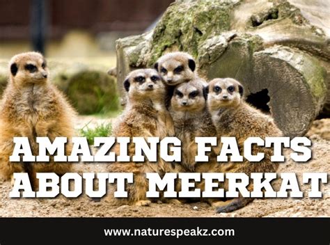 Amazing facts about Meerkat - Meerkat facts - Nature Speakz