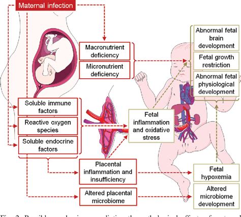 Figure 2 From Long Term Pathological Consequences Of Prenatal Infection