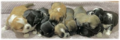 Lhasa Apso Puppies For Sale