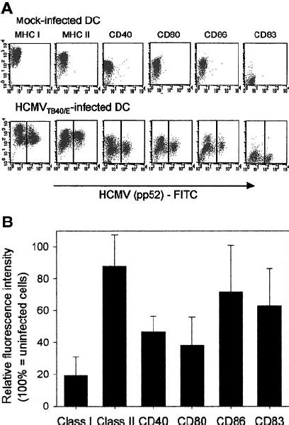 Hcmv Infection Does Not Induce Maturation Of Dcs And Modifies The