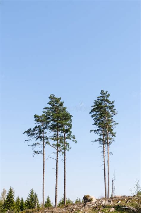 Standing Pine Trees In A Clear Cut Forest Area Stock Image Image Of