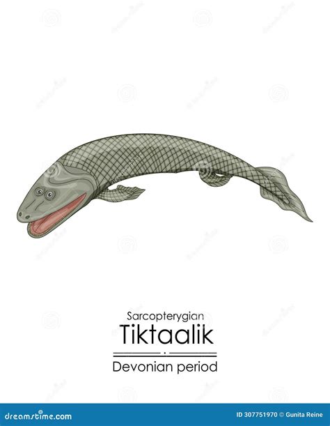 Tiktaalik Stock Illustration Illustration Of Paleontology 307751970