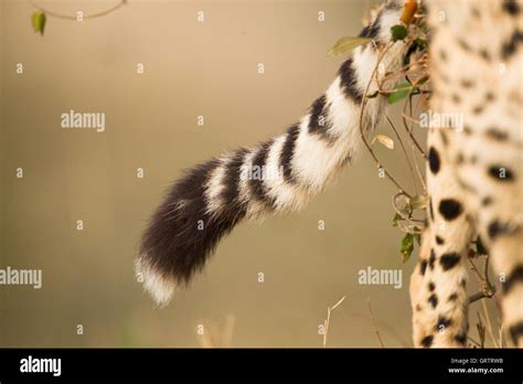 Cheetah Tail Hi Res Stock Photography And Images Alamy