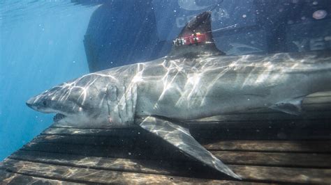 Great White Sharks In Florida 10 Footer Pings In Gulf Off Pensacola