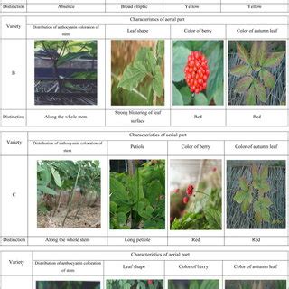 Below Ground Section Characteristics And Red Ginseng Quality Of Six