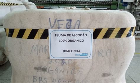 Avanço Da Cadeia De Valor Da Pluma De Algodão Com Certificação Orgânica