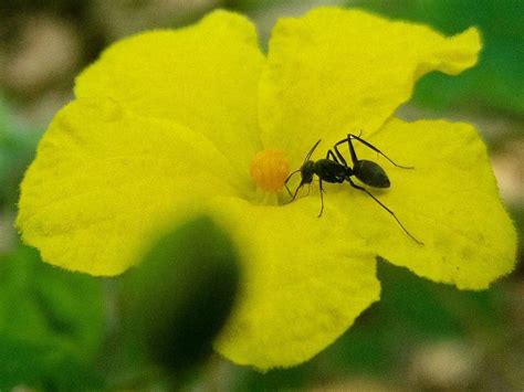 How To Stop Ants Nesting In Plant Pots Get Rid Of It Safely