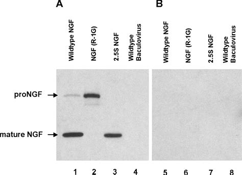 Table 1 From THE NERVE GROWTH FACTOR PRECURSOR PRONGF EXHIBITS