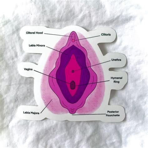 Vulva Anatomy Sticker Etsy