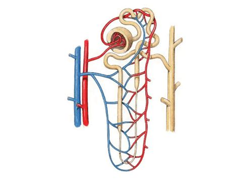 Kidney Nephron Labeled Diagram | Quizlet