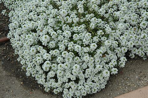 Clear Crystal White Sweet Alyssum Lobularia Maritima Clear Crystal