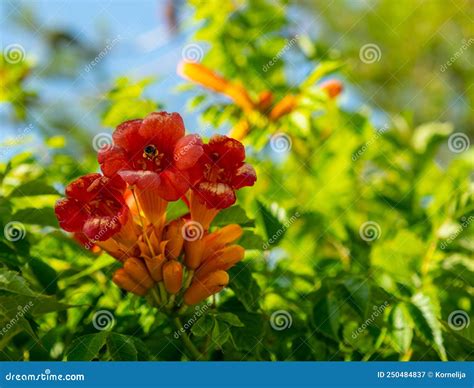 Campsis Radicans Also Known As Trumpet Creeper Stock Image Image Of