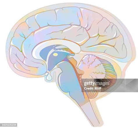 Meninges Drawing Photos And Premium High Res Pictures Getty Images