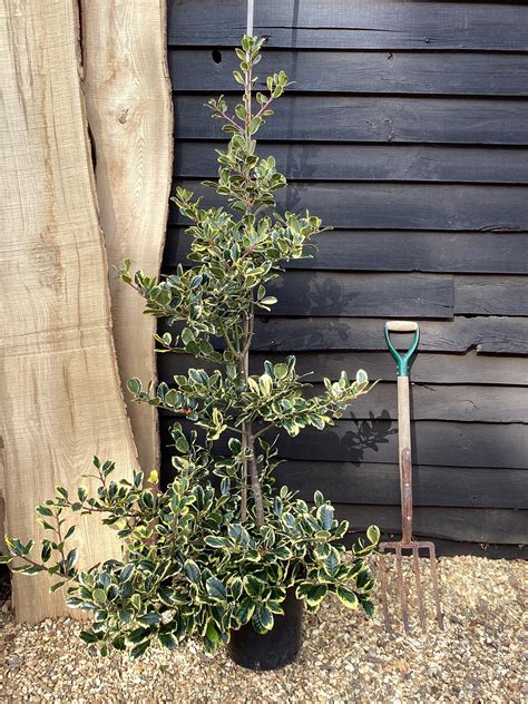 Ilex Golden King Cane Holly Golden King 160 180cm 12ltn