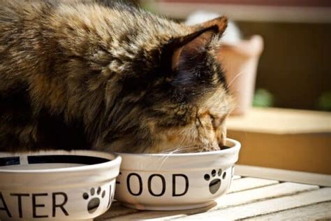 ARE ELEVATED BOWLS BETTER FOR CATS? 5+ REASONS TO USE THEM