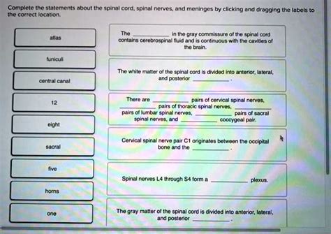 SOLVED Complete The Statements About The Spinal Cord Spinal Nerves