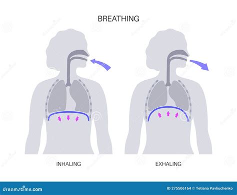 Breathing Process Respiration System Diaphragm Inhalation And