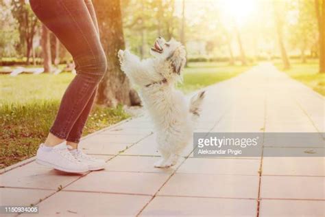 Shih Tzu Long Hair Fotografías E Imágenes De Stock Getty Images