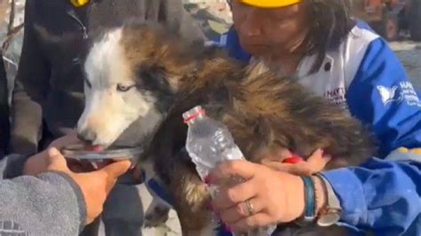 Cane Sopravvissuto Per Giorni Sotto Le Macerie Del Terremoto