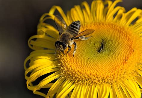 World Bee Day 2023