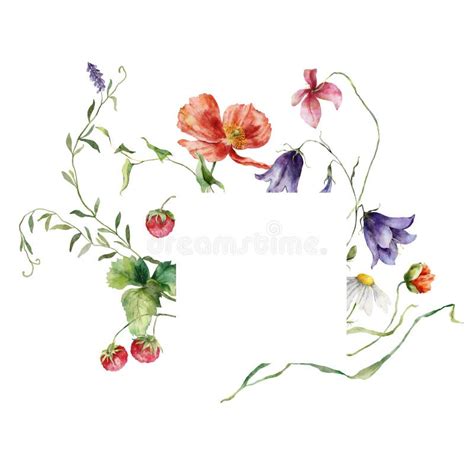 Aquarellblumen Mit Blumenrahmen Aus Wiesenblumen Himbeeren Kamille Und